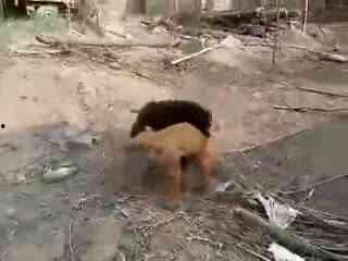 国产斗狗比赛视频,血腥竞技背后的残酷现实