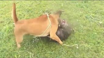 国产斗狗比赛视频,血腥竞技背后的残酷现实