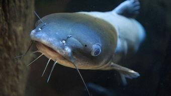 国产鲶鱼喂养视频播放网站,揭秘鲶鱼成长全过程