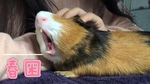 国产荷兰猪咬人吗视频,揭秘宠物行为背后的真相 第3张 国产荷兰猪咬人吗视频,揭秘宠物行为背后的真相 第3张